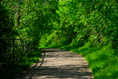 Green_Path